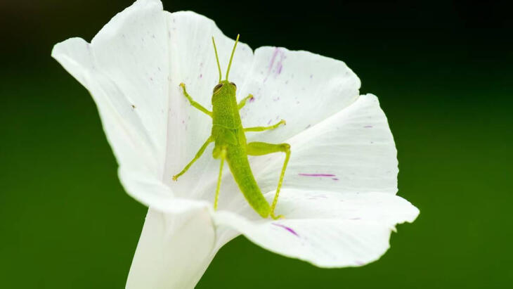 Μακροσκοπική φωτογραφική μηχανή