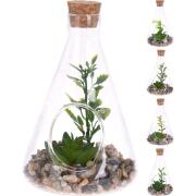 ArteLibre Φυτό Τεχνητό Σε Γυάλινο Δοχείο Με Πέτρες 9x14cm