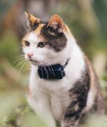 Tractive CAT mini GPS Tracker Γάτας με Κολλάρο Dark Blue (Τεμάχιο)