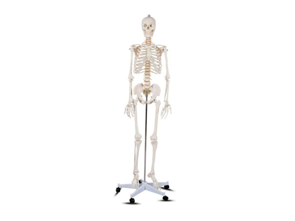Aria Trade Ανθρώπινος Σκελετός Ανατομίας,  Ιατρικό εκπαιδευτικό Πρόπλασμα, με βάση στήριξης, 178x37.5x20 cm