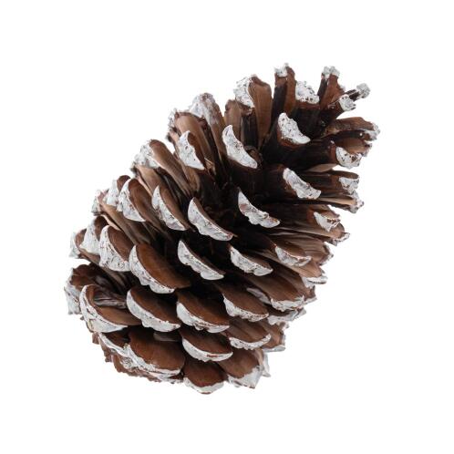 ΚΟΥΚΟΥΝΑΡΑ ΦΥΣΙΚΗ 13-15ΕΚ ΒΑΜΜΕΝΗ ΔΙΑ ΧΕΙΡΟΣ