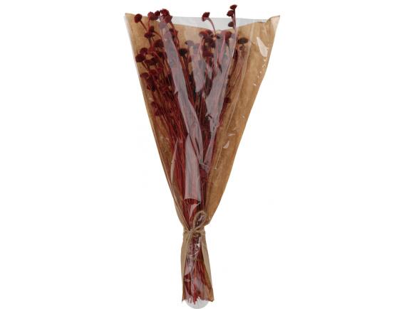 Διακοσμητικά Αποξηραμένα Κλαδιά Άγριες Μαργαρίτες (AMD001130) Σε μπουκέτο, ύψους 55cm, κόκκινη απόχρωση